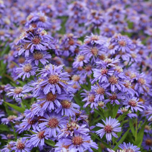 Aster novi-belgii Schöne von Dietlikon - Kopasz őszirózsa