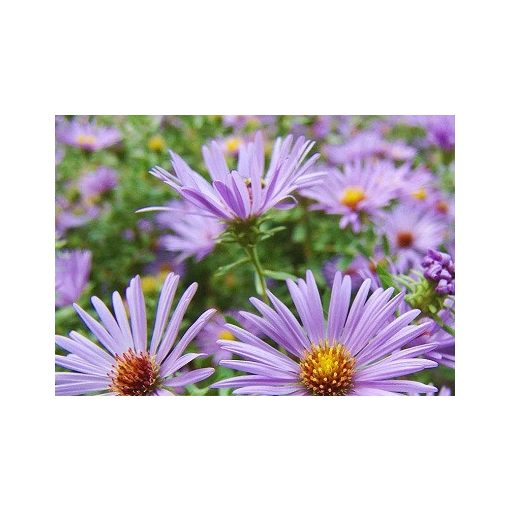 Aster oblongifolius Raydons Favourite - Aromás őszirózsa