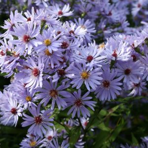 Aster Primrose Path - Évelő őszirózsa