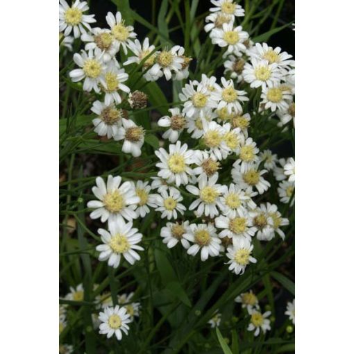 Aster ptarmicoides Major - Évelő őszirózsa