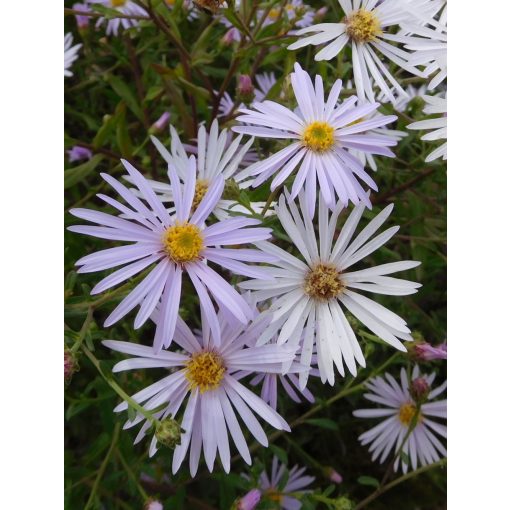 Aster pyrenaeus Lutetia - Pireneusi őszirózsa