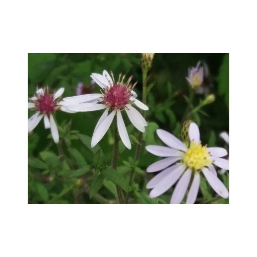 Aster spectabilis Ile de Montreal - Évelő őszirózsa