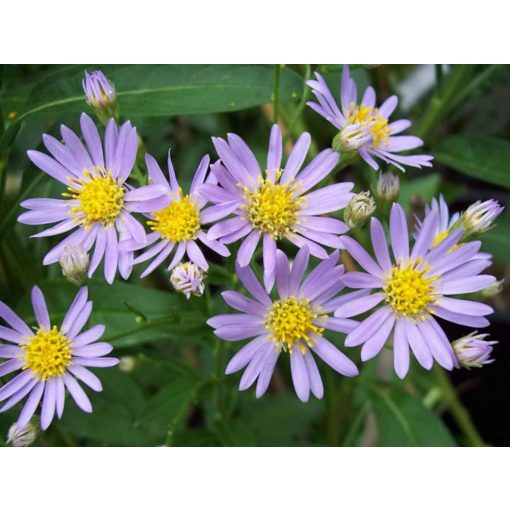 Aster tataricus - Évelő őszirózsa