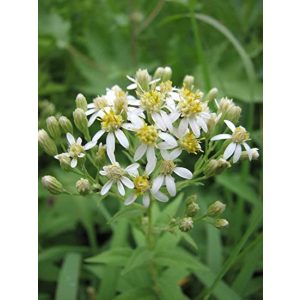 Aster umbellatus - Évelő őszirózsa