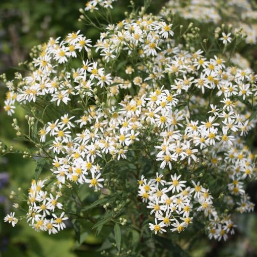 Aster umbellatus Weisser Schirm - Évelő őszirózsa