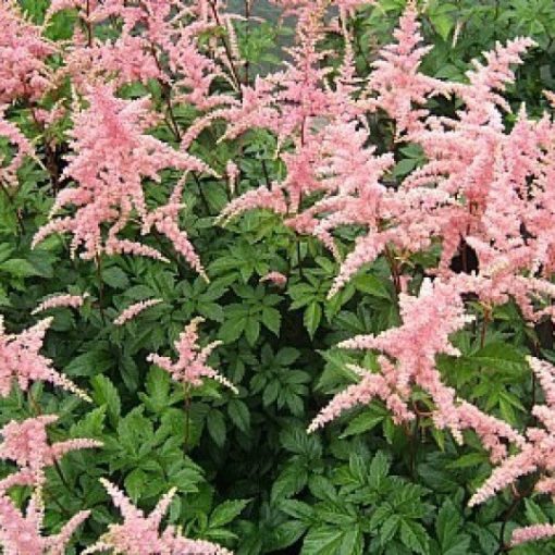 Astilbe arendsii Bressingham Beauty - Tollbuga