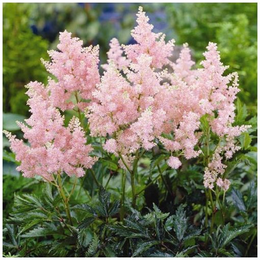 Astilbe arendsii Erika - Tollbuga