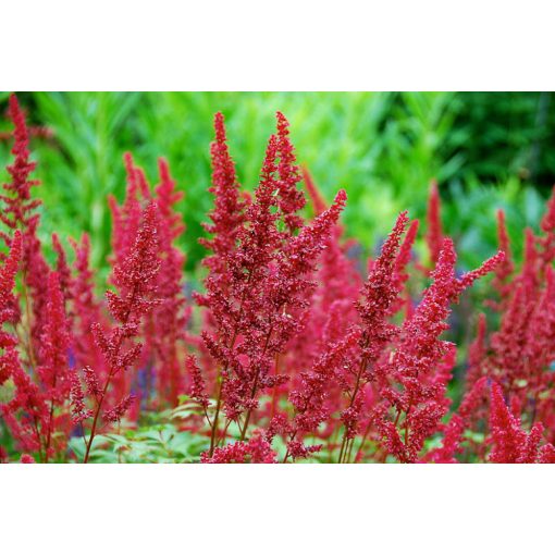 Astilbe arendsii Fanal - Tollbuga