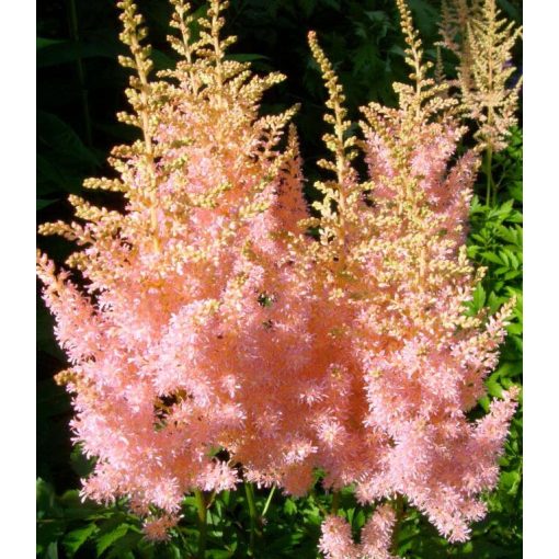 Astilbe arendsii Punk Rock - Tollbuga