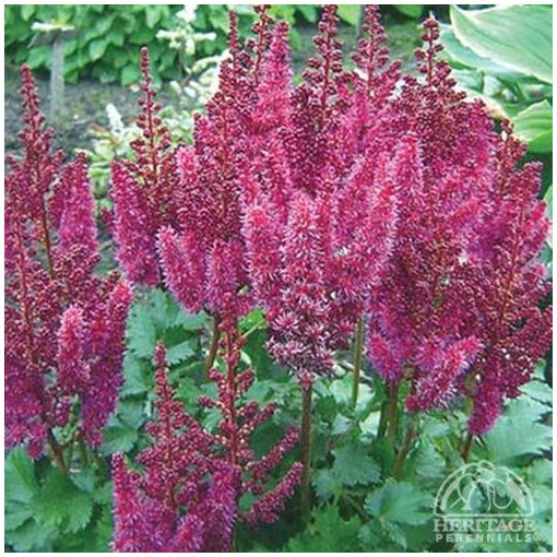 Astilbe arendsii Purple Rain - Tollbuga