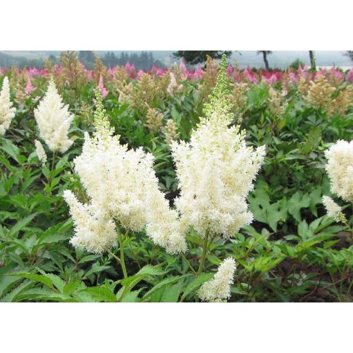 Astilbe arendsii Weisse Gloria - Tollbuga