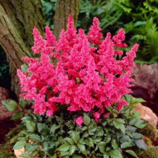 Astilbe japonica Bonn - Tollbuga