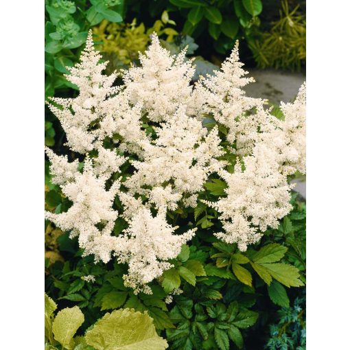 Astilbe japonica Deutschland - Tollbuga