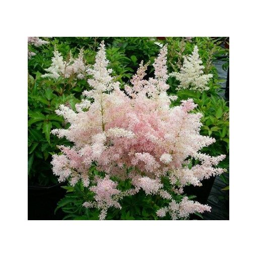 Astilbe japonica Europa - Tollbuga