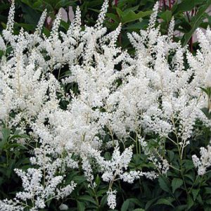 Astilbe japonica Gladstone - Tollbuga