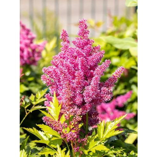 Astilbe japonica Köln - Tollbuga