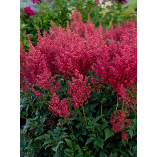 Astilbe japonica Montgomery - Tollbuga