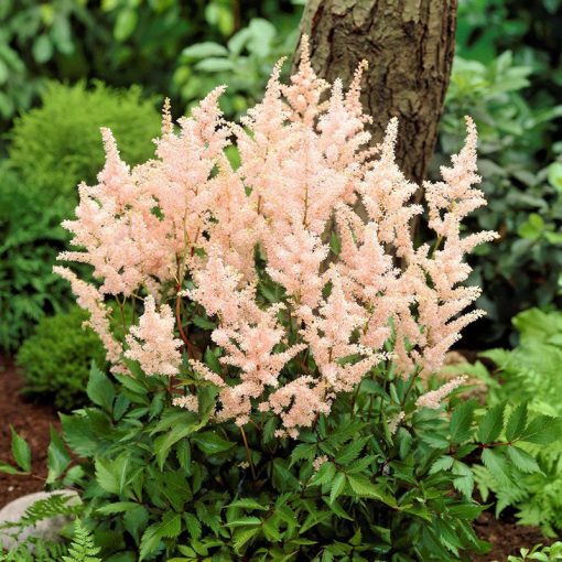 Astilbe japonica Peach Blossom - Tollbuga