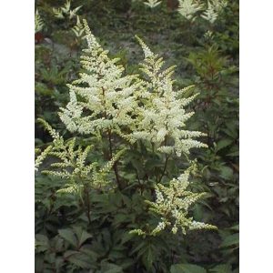 Astilbe japonica Washington - Tollbuga