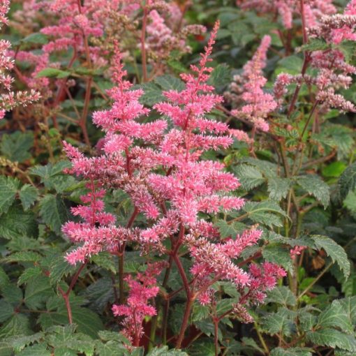 Astilbe simplicifolia Key Largo - Tollbuga