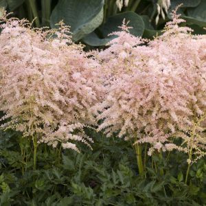 Astilbe simplicifolia Pink Lightning - Tollbuga