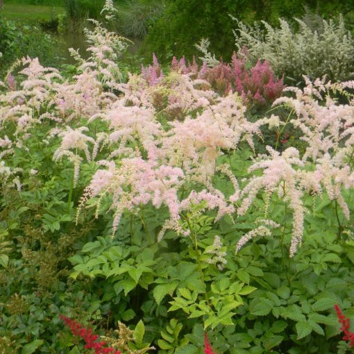 Astilbe thunbergii Betsy Cuperus - Tollbuga