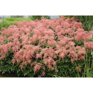 Astilbe thunbergii Straussenfeder - Tollbuga