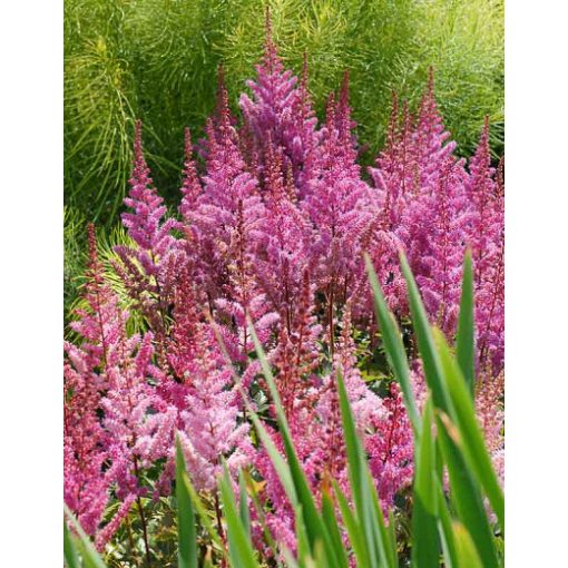 Astilbe chinensis Maggie Daley - Tollbuga