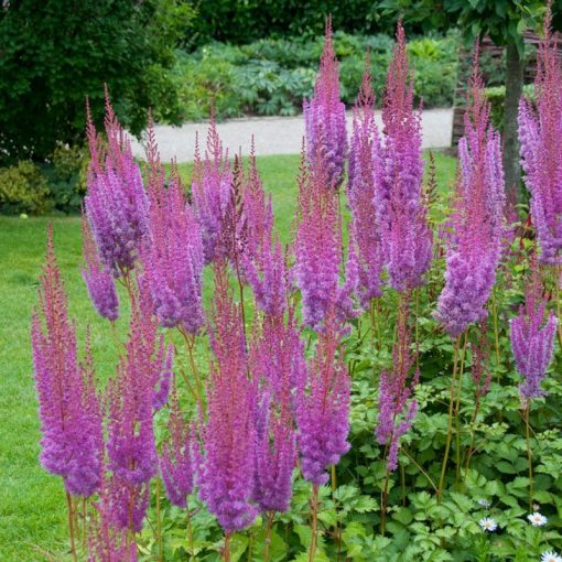 Astilbe chinensis Purpurkerze - Tollbuga