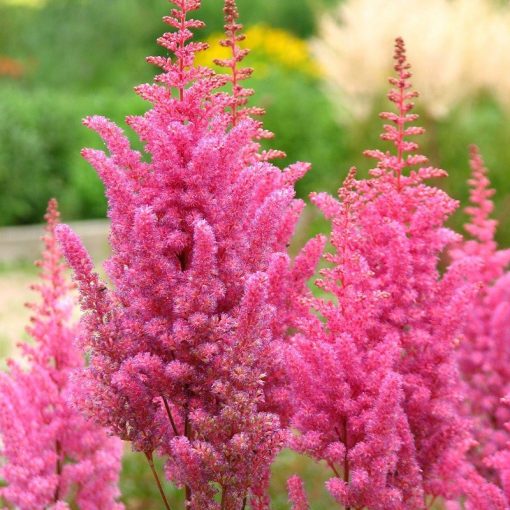 Astilbe chinensis Veronica Klose - Tollbuga