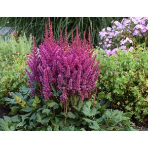 Astilbe chinensis Visions - Tollbuga