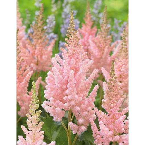 Astilbe chinensis Vision Inferno - Tollbuga