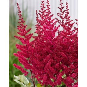 Astilbe chinensis Vision Vulcano - Tollbuga