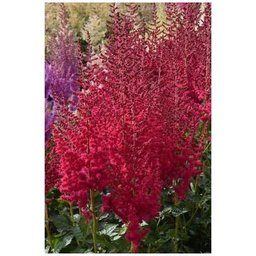 Astilbe Hot Pearls - Tollbuga