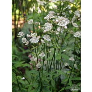 Astrantia major Alba - Völgycsillag