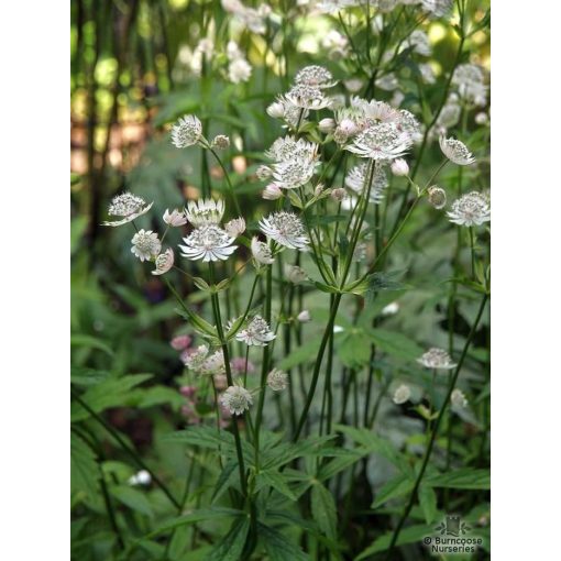 Astrantia major Alba - Völgycsillag