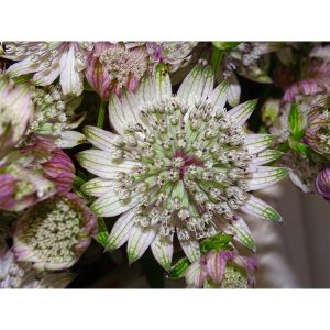 Astrantia major Diamonds White - Völgycsillag