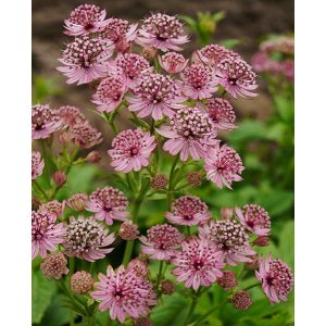 Astrantia major Pink Pride - Völgycsillag