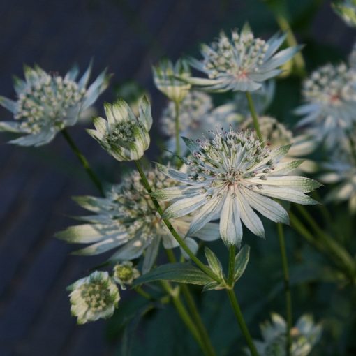 Astrantia major Shaggy - Völgycsillag