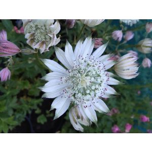 Astrantia major Sparkling Stars White - Völgycsillag