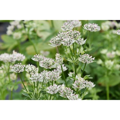 Astrantia major Star of Billion - Völgycsillag