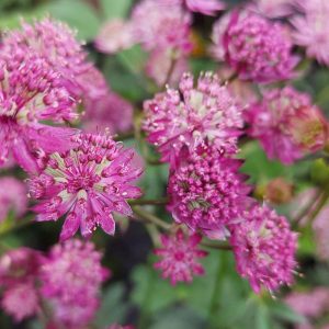 Astrantia major Star of Love - Völgycsillag