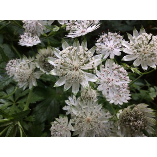 Astrantia major White Giant - Völgycsillag