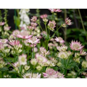 Astrantia Rosa Lee - Völgycsillag