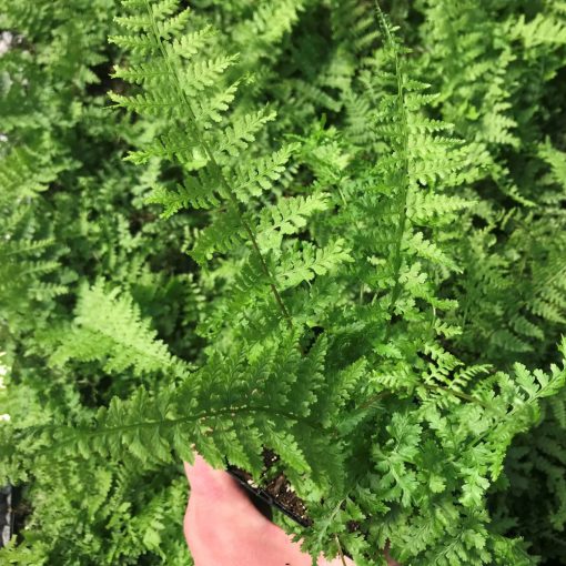 Athyrium filix-femina Rotstiel - Hölgypáfrány