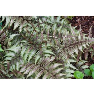 Athyrium niponicum Pictum - Japán hölgypáfrány