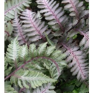 Athyrium niponicum Red Beauty - Japán hölgypáfrány