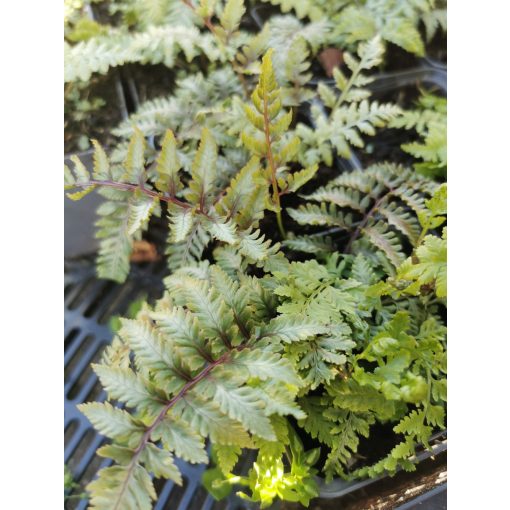 Athyrium niponicum Ursulas Red - Japán hölgypáfrány