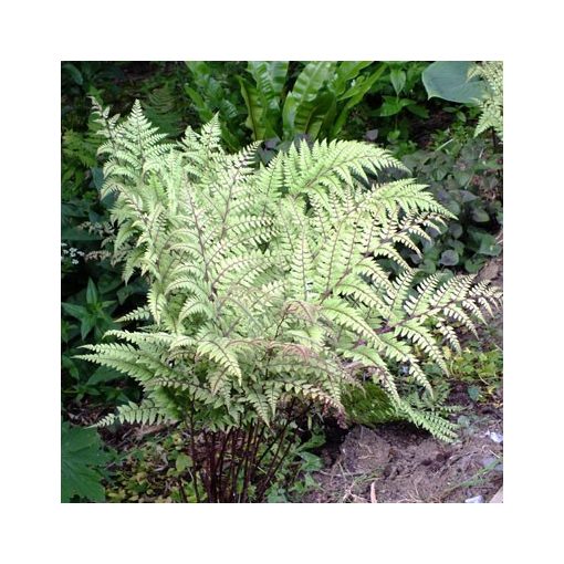 Athyrium otophorum Okanum - Hölgypáfrány