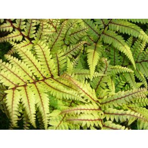 Athyrium vidalii - Japán hölgypáfrány